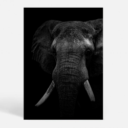 Black Elephant - Dyremotiver