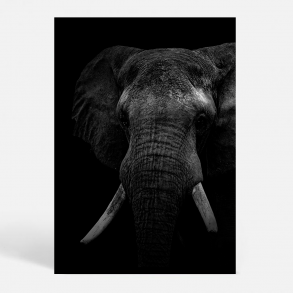 Black Elephant - Dyremotiver