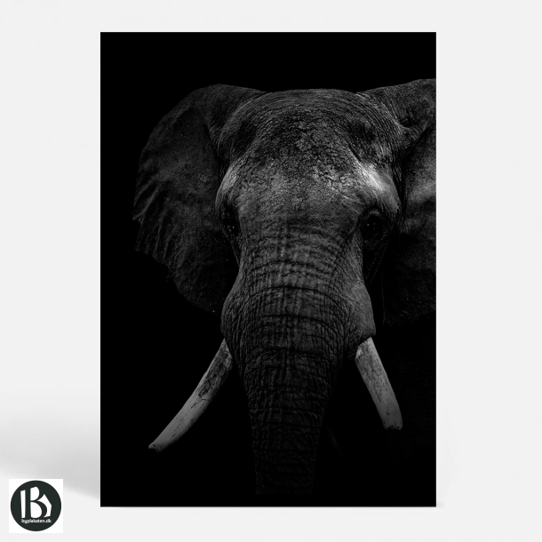 Black Elephant - Dyremotiver