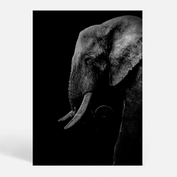 The Wise - Dyremotiver