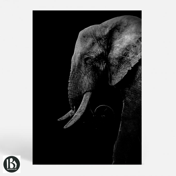 The Wise - Dyremotiver