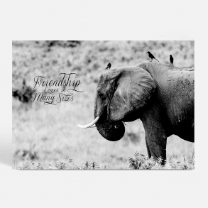 True Friendship - Dyremotiver