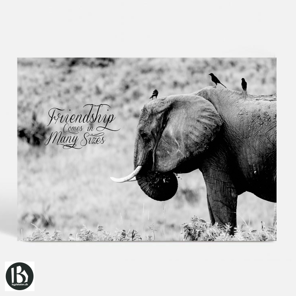 True Friendship - Dyremotiver