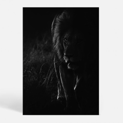 Lion King - Dyremotiver