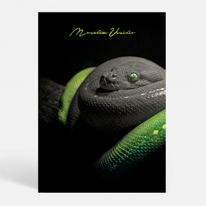 Morelia Viridis - Dyremotiver