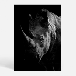 Rhino - Dyremotiver