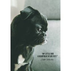 My Little Dog - Dyremotiver