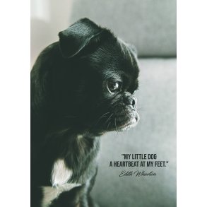 My Little Dog - Dyremotiver