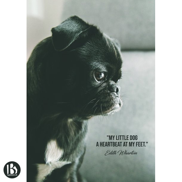 My Little Dog - Dyremotiver