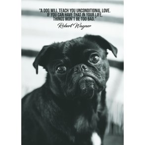 Unconditional Love - Dyremotiver