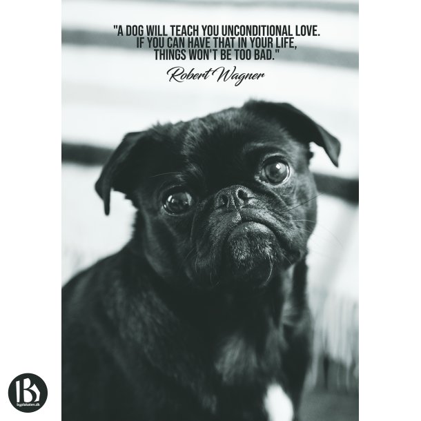 Unconditional Love - Dyremotiver